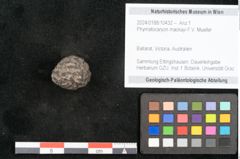 Foto (Objekt + Etikett) von Phymatocaryon mackayi F.V. Mueller (NHMW-GEO-2024-0188-10432)